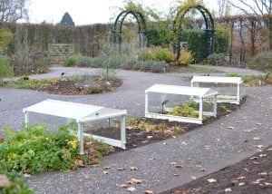 Glass cloche at RHS Wisley Herb Garden